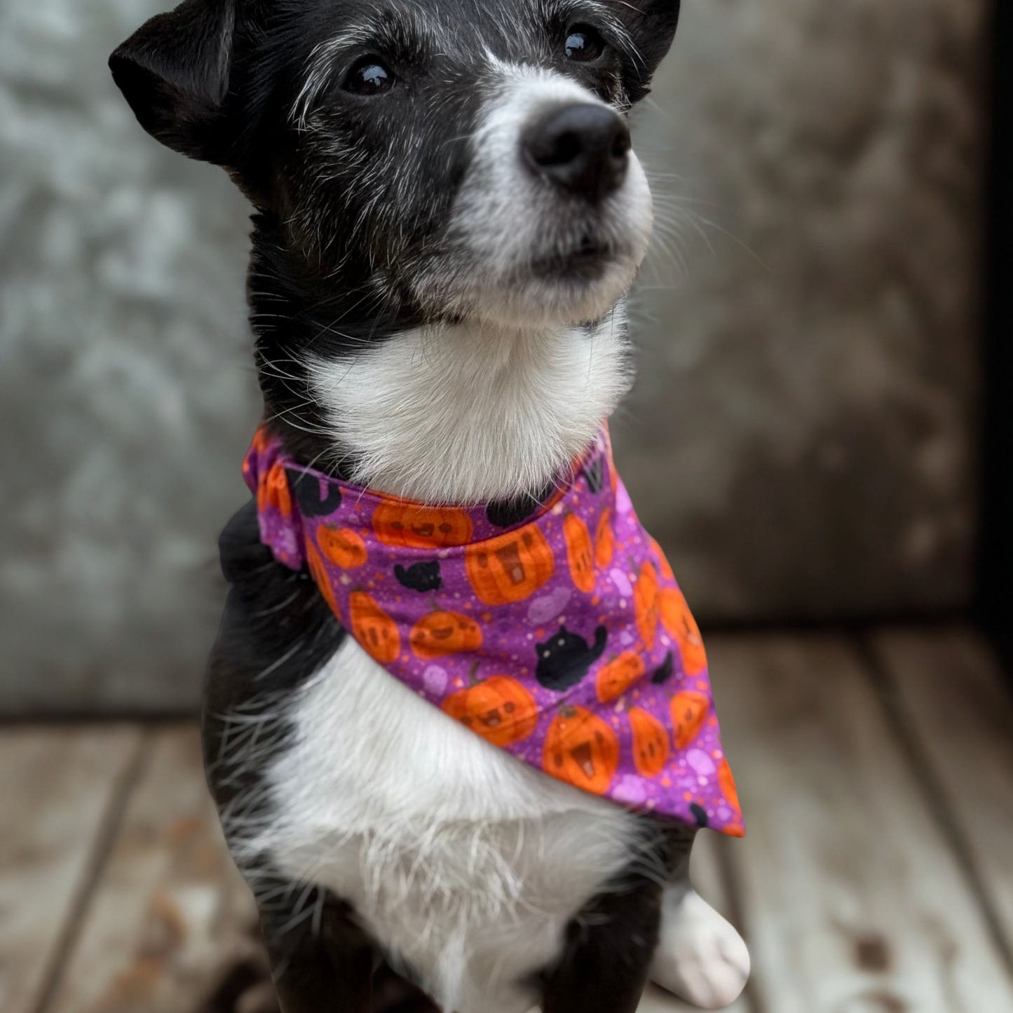 Halloween Bandana
