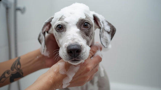 Bath Time Battles: How to Make Washing Your Dog Stress-Free