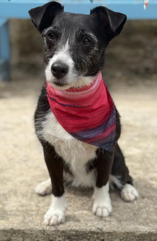 Custom Dog Bandana