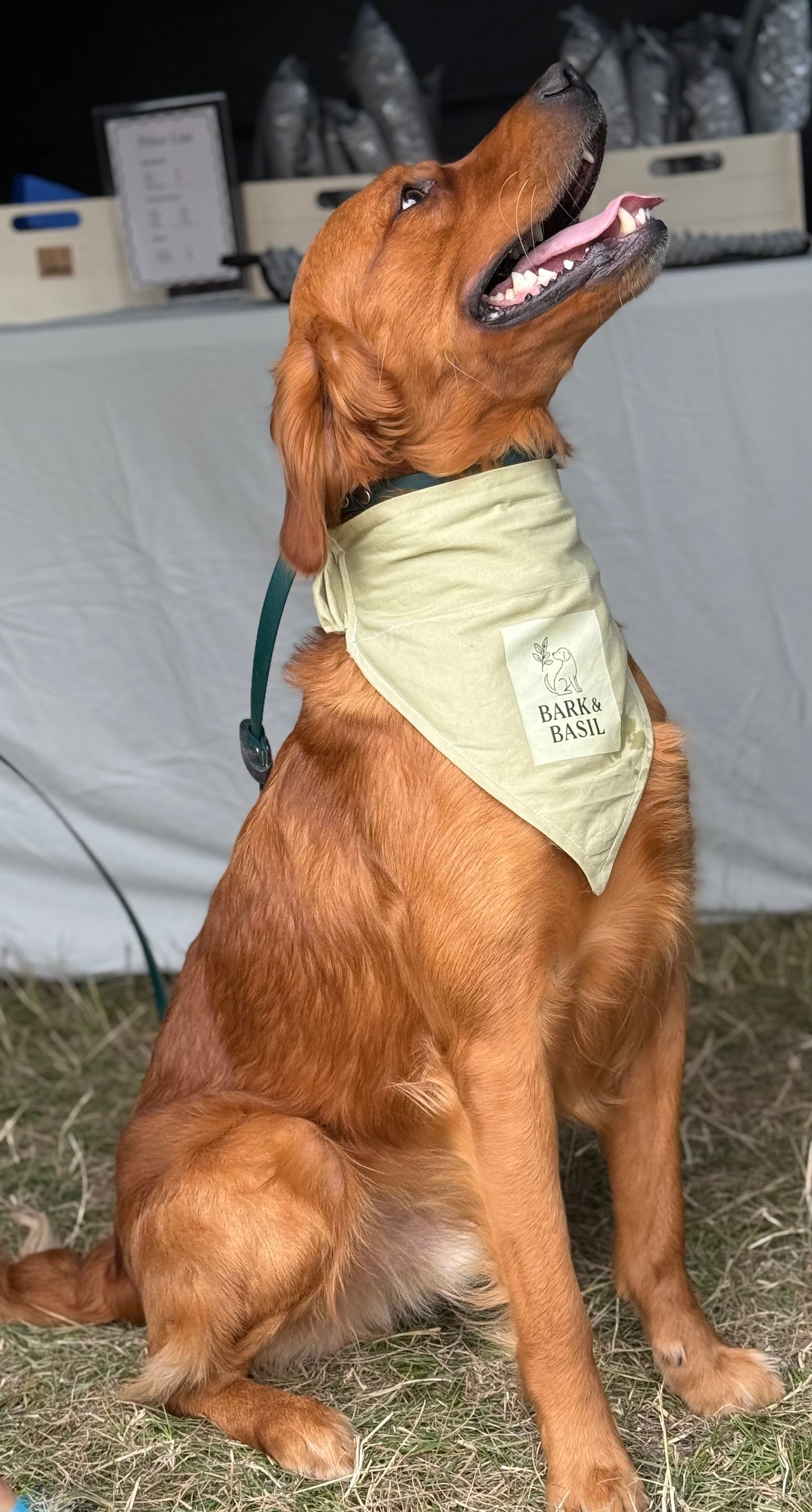 Custom Dog Bandana