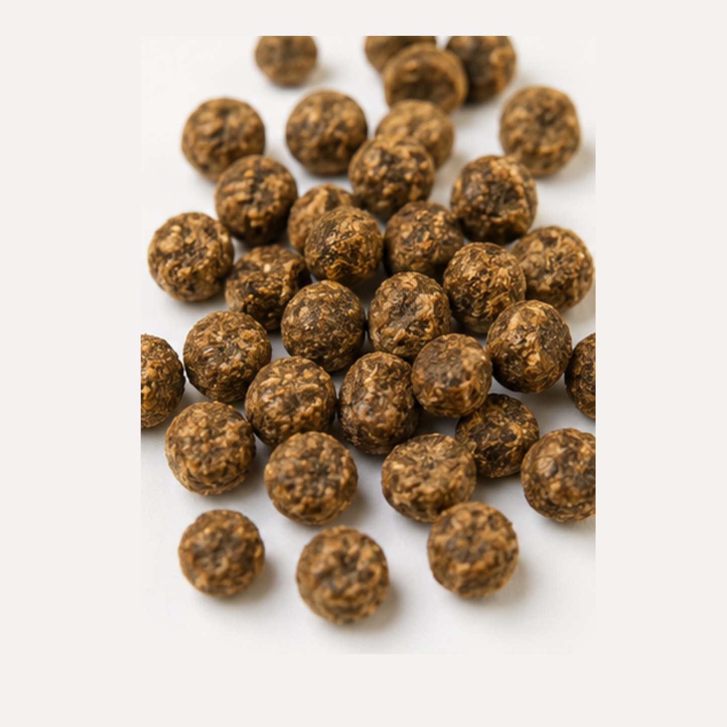 Insect Bites